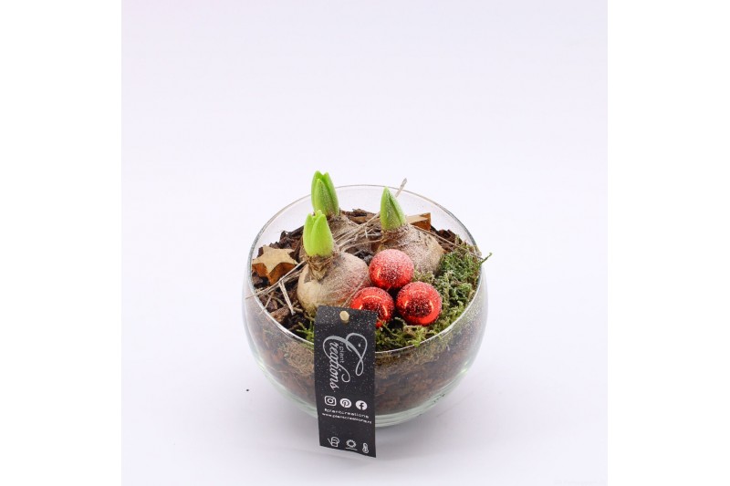 Arrangementen hyacinthus XHF-2503 Xmas Hyacint Fundamentals 1 pp 