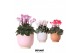 Cyclamen pers. midi Cyclamen mix in Glazed pot mix 25 cm diameter 1 pp 