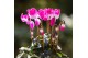 Cyclamen pers. midi Cyclamen mix in Glazed pot mix 25 cm diameter 1 pp 