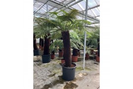 Dicksonia antarctica