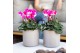 Cyclamen pers. midi Cyclamen mix in Simplicity pot mix 25 cm diameter  