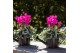 Cyclamen pers. midi Cyclamen mix in Watering Can pot 25 cm diameter 1  