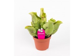 Sarracenia Sarracenia purpurea venosa