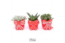 Succulenten TRULY Succulent, Bow 1 pp