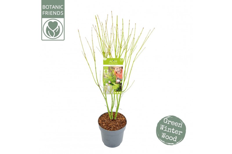 Acer palmatum Acer palm. Going Green® 