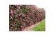 Camellia japonica Camellia jap. Spring Festival Premium50 bl. 