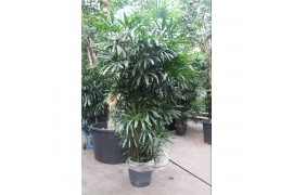 Rhapis excelsa Rhapis excelsa10 pp