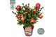 Camellia sasanqua Camellia sas. Yuletide Premium25 bl. 