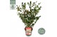 Camellia sasanqua Camellia sas. Yuletide Premium25 bl. 