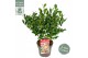 Camellia sasanqua Camellia sas. Yuletide Premium25 bl. 