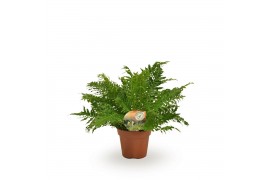 Blechnum silver lady