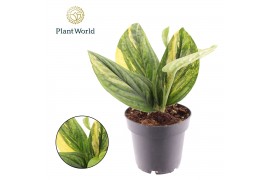 Pinnatum Marble Variegata Epipremnum variegata Marble Planet 2 pp