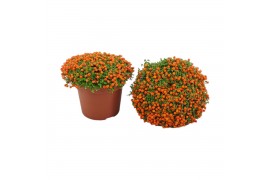 Nertera granadensis astrid Nertera granadensis Astrid p12