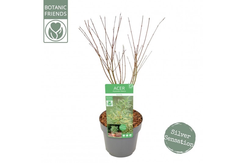 Acer palmatum butterfly Acer palm. Butterfly 