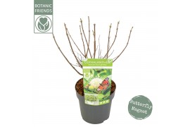 Cephalanthus occidentalis Cephalanthus Magical Moonlight ®