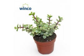 Portulacaria afra variagata Crassula Afra Variegata