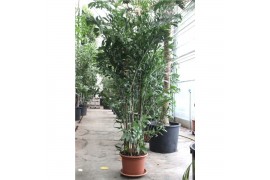 Caryota mitis Caryota mitis5 pp