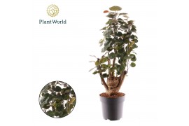 Polyscias fabian Polyscias Fabian vertakt 1 pp