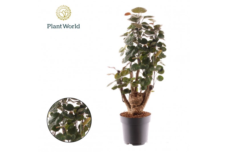 Polyscias fabian Polyscias Fabian vertakt 1 pp 