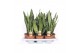 Sansevieria zeylanica 