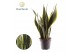 Sansevieria trifasciata laurentii Sansevieria Laurentii 3 pp 