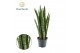 Sansevieria trifasciata Sansevieria Spearmint (8+ blad) 3 pp 