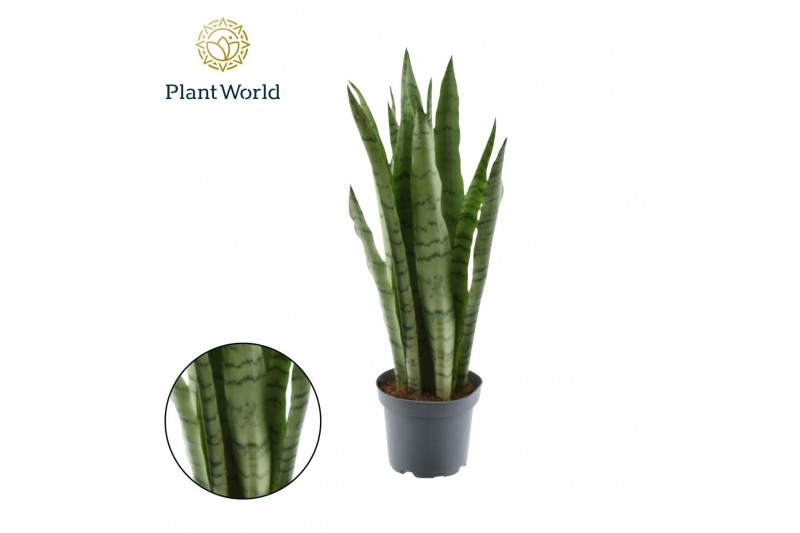 Sansevieria trifasciata Sansevieria Spearmint (8+ blad) 3 pp 