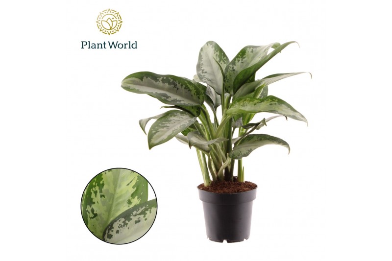 Aglaonema jubilee Aglaonema Jubilee Petite 2 pp 