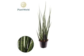 Sansevieria cylindrica Sansevieria Digitorum overig pp