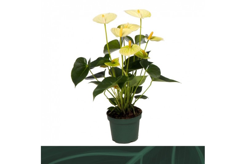 Anthurium andr. vanilla Anthurium Vanilla 12cmbl. 