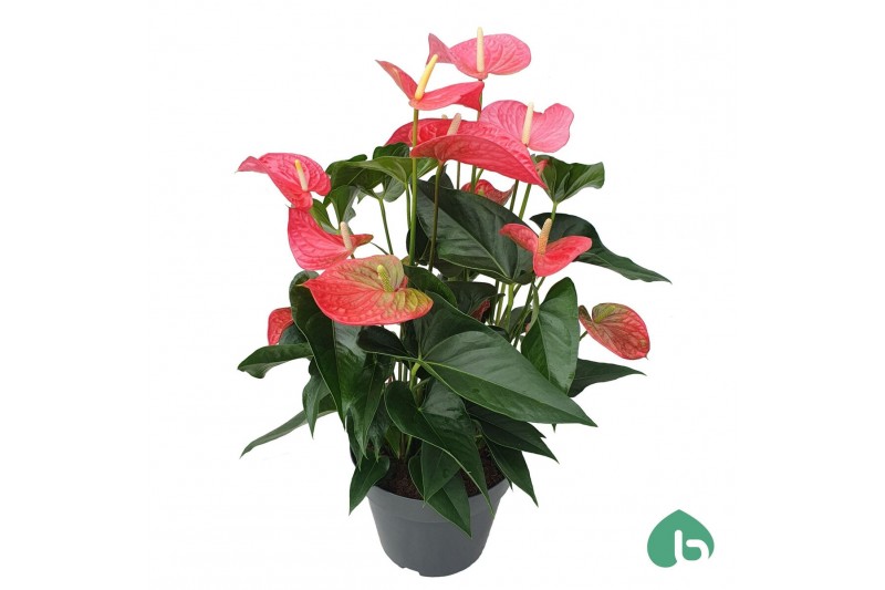 Anthurium andr. maine Pink 