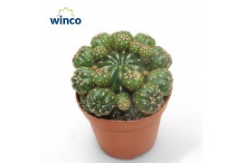 Cactus Matucana Polzii