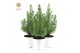 Pinus pinea silver crest Pinus pinea Silver Crest P17 in Pot White 