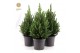Picea glauca december Picea gl. December® P19 40/50 