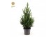 Picea glauca december Picea gl. December® P19 50/60 