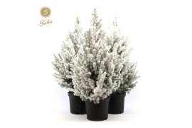 Picea glauca december Picea gl. December® P19 50/60 + Snow