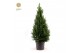 Picea glauca december Picea gl. December® P26 80/90 
