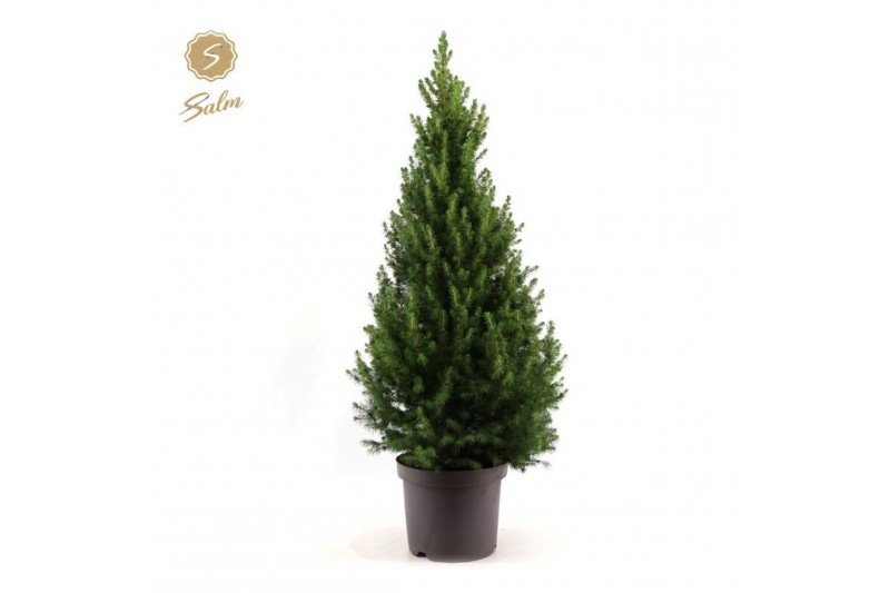 Picea glauca december Picea gl. December® P26 80/90 