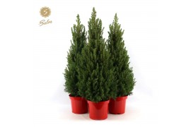 Picea glauca december Picea gl. December® P26 80/90 in Pot Red