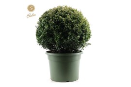 Ilex crenata Ilex crenata Ball Ø60cm P40