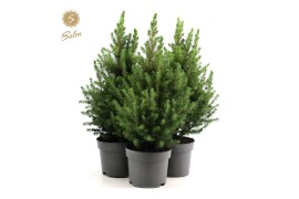 Picea glauca december Picea gl. December® P17 35/40