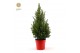 Picea glauca december Picea gl. December® P19 50/60 in Pot Red 