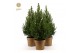 Picea glauca december Picea gl. December® P19 50/60 in Pot Gold 