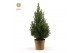 Picea glauca december Picea gl. December® P19 50/60 in Pot Gold 
