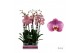 Phalaenopsis Phalaenopsis Honey Peach - 2 tak 70cm (Quattro)16 bl. 2 t 