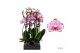 Phalaenopsis ismaeli Phalaenopsis Ismaeli - 2 tak 70cm (Quattro)14 bl. 