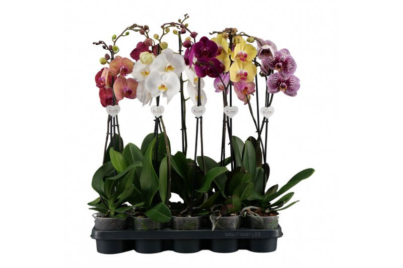 Phalaenopsis mix Phalaenopsis mix - 1 tak 70cm /vertakt (Quattro)9 bl. 