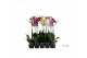 Phalaenopsis mix Phalaenopsis mix - 1 tak 70cm /vertakt (Quattro)9 bl. 