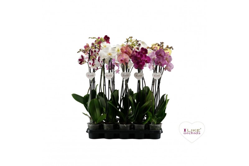 Phalaenopsis mix Phalaenopsis mix - 2 tak 80cm (Quattro)16 bl. 2 tak/p 