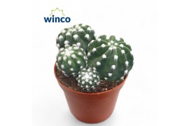 Cactus Echinopsis Subdenudata (group)